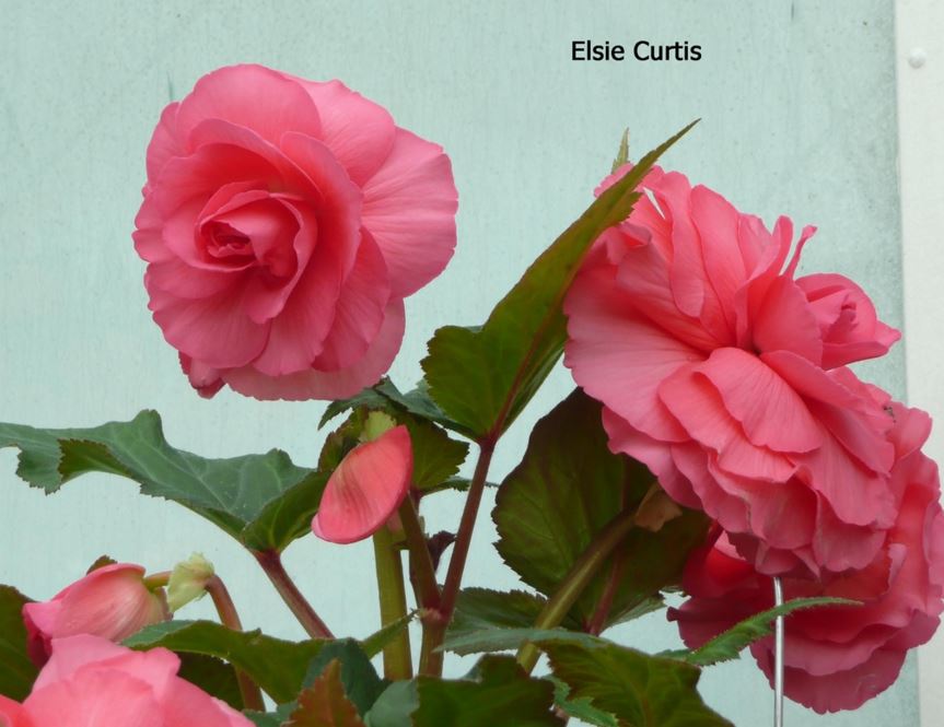 B. ‘Elsie Curtis’